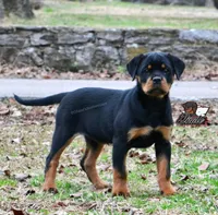 Ember, a female Rottweiler for sale in Goodlettsville, TN – Photo 2 of 5