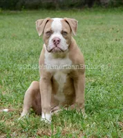 Willow, a female American Bulldog for sale in Goodlettsville, TN – 3 of 8