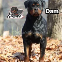 Daisy , a female Rottweiler for sale in Goodlettsville, TN – Photo 8 of 10