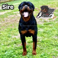 Daisy , a female Rottweiler for sale in Goodlettsville, TN – Photo 7 of 10