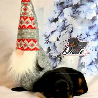 Daisy , a female Rottweiler for sale in Goodlettsville, TN – Photo 5 of 10