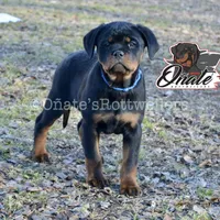 Daisy , a female Rottweiler for sale in Goodlettsville, TN – Photo 1 of 10