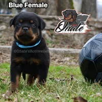 Daisy , a female Rottweiler for sale in Goodlettsville, TN – Photo 3 of 10