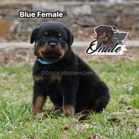 Daisy , a female Rottweiler for sale in Goodlettsville, TN – Photo 4 of 10