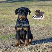 Daisy , a female Rottweiler for sale in Goodlettsville, TN – Photo 2 of 10