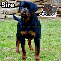 Daisy , a female Rottweiler for sale in Goodlettsville, TN – Photo 10 of 10