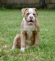 Willow, a female American Bulldog for sale in Goodlettsville, TN – 4 of 8