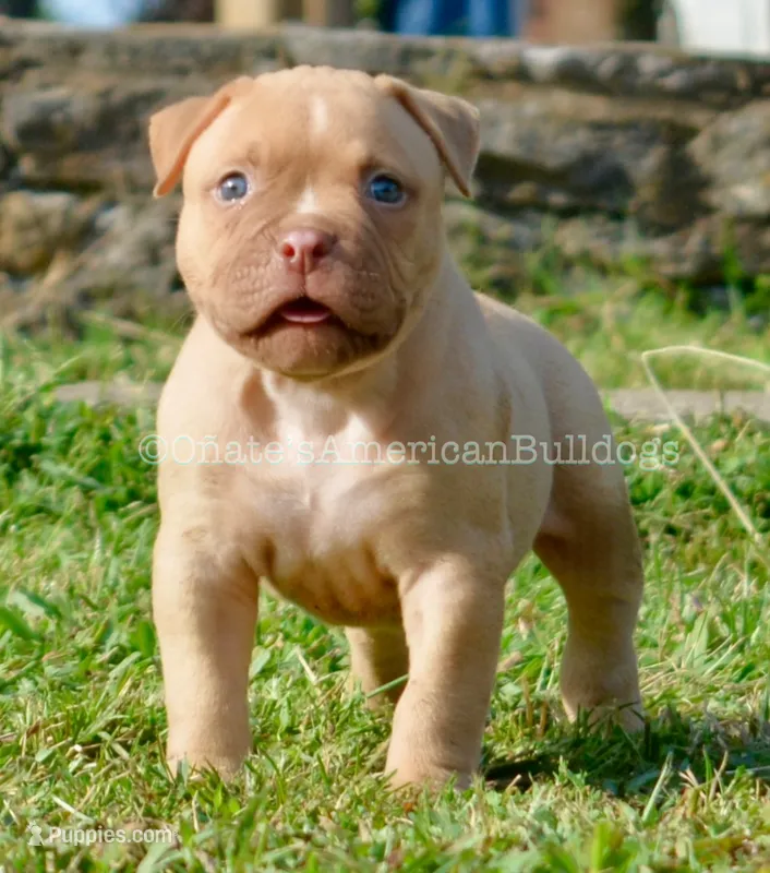 Kirby – American Bulldog puppy for sale in Goodlettsville, TN