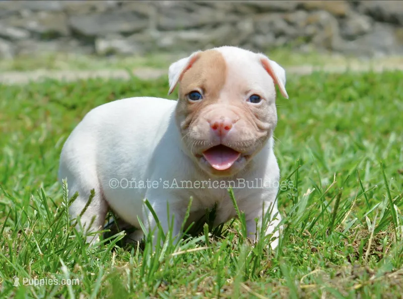 Boa – American Bulldog puppy for sale in Goodlettsville, TN