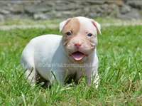 Boa, a female American Bulldog for sale in Goodlettsville, TN – 1 of 3