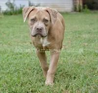 Lilly, a female American Bulldog for sale in Goodlettsville, TN – 5 of 7