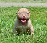 Kirby, a male American Bulldog for sale in Goodlettsville, TN – 4 of 4
