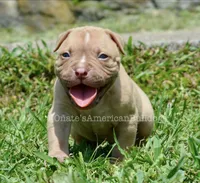 Kirby, a male American Bulldog for sale in Goodlettsville, TN – 3 of 4