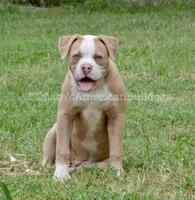 Willow, a female American Bulldog for sale in Goodlettsville, TN – 6 of 8