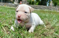 Winter, a female American Bulldog for sale in Goodlettsville, TN – 4 of 4