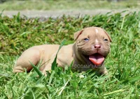 Kirby, a male American Bulldog for sale in Goodlettsville, TN – 2 of 4