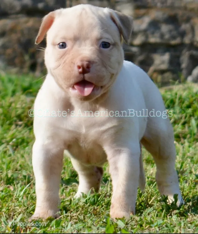Winter – American Bulldog puppy for sale in Goodlettsville, TN