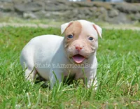 Boa, a female American Bulldog for sale in Goodlettsville, TN – 2 of 3
