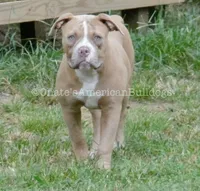 Scarlett, a female American Bulldog for sale in Goodlettsville, TN – 5 of 8