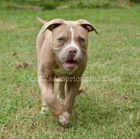 Scarlett, a female American Bulldog for sale in Goodlettsville, TN – 3 of 8