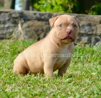 Kirby, a male American Bulldog for sale in Goodlettsville, TN – 6 of 10