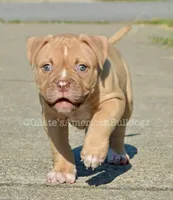 Kirby, a male American Bulldog for sale in Goodlettsville, TN – 2 of 10