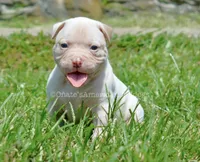 Winter, a female American Bulldog for sale in Goodlettsville, TN – 3 of 4