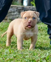 Kirby, a male American Bulldog for sale in Goodlettsville, TN – 5 of 10