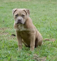 Lilly, a female American Bulldog for sale in Goodlettsville, TN – 4 of 7