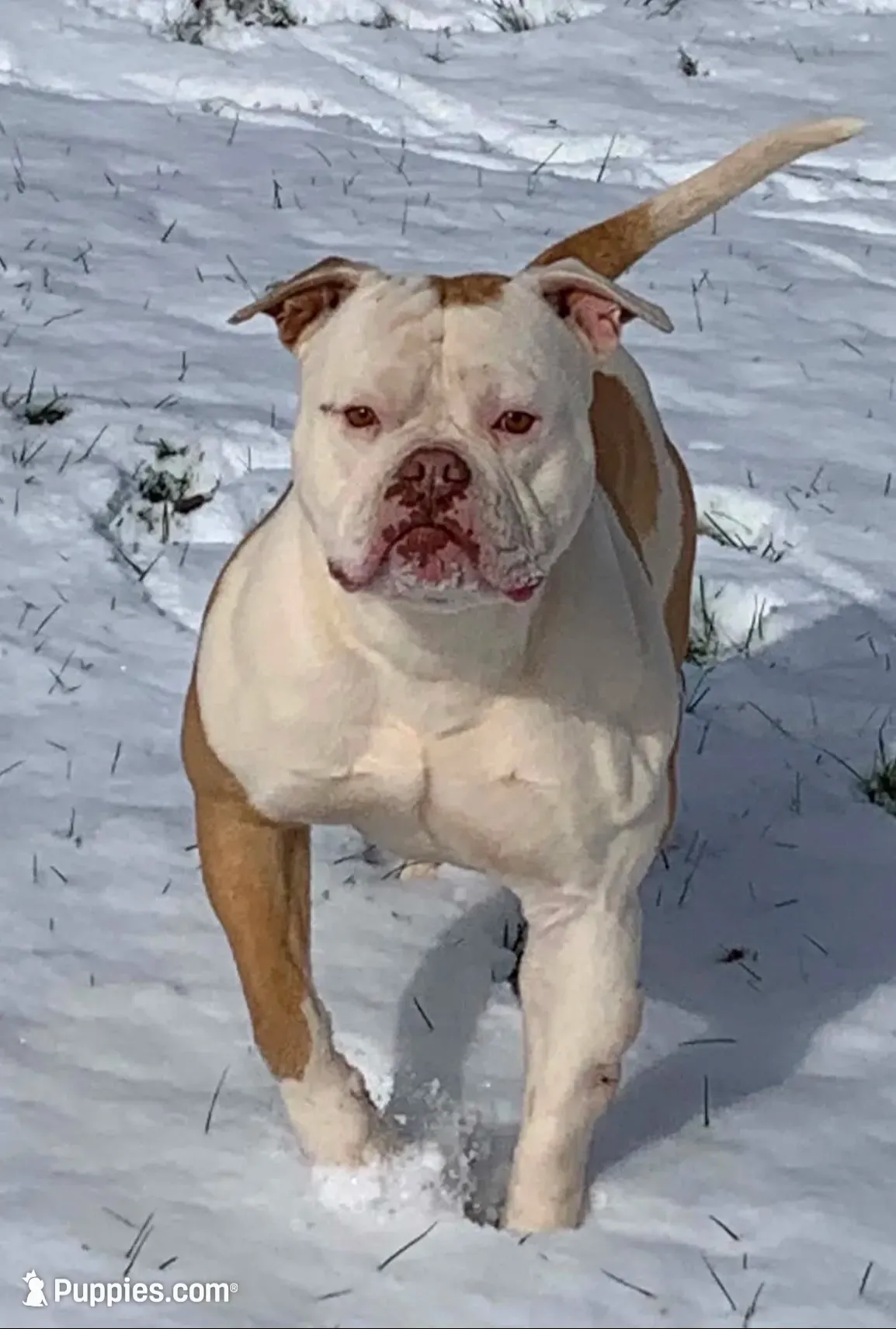 Scarlett, a female American Bulldog for sale in Goodlettsville, TN – 7 of 8