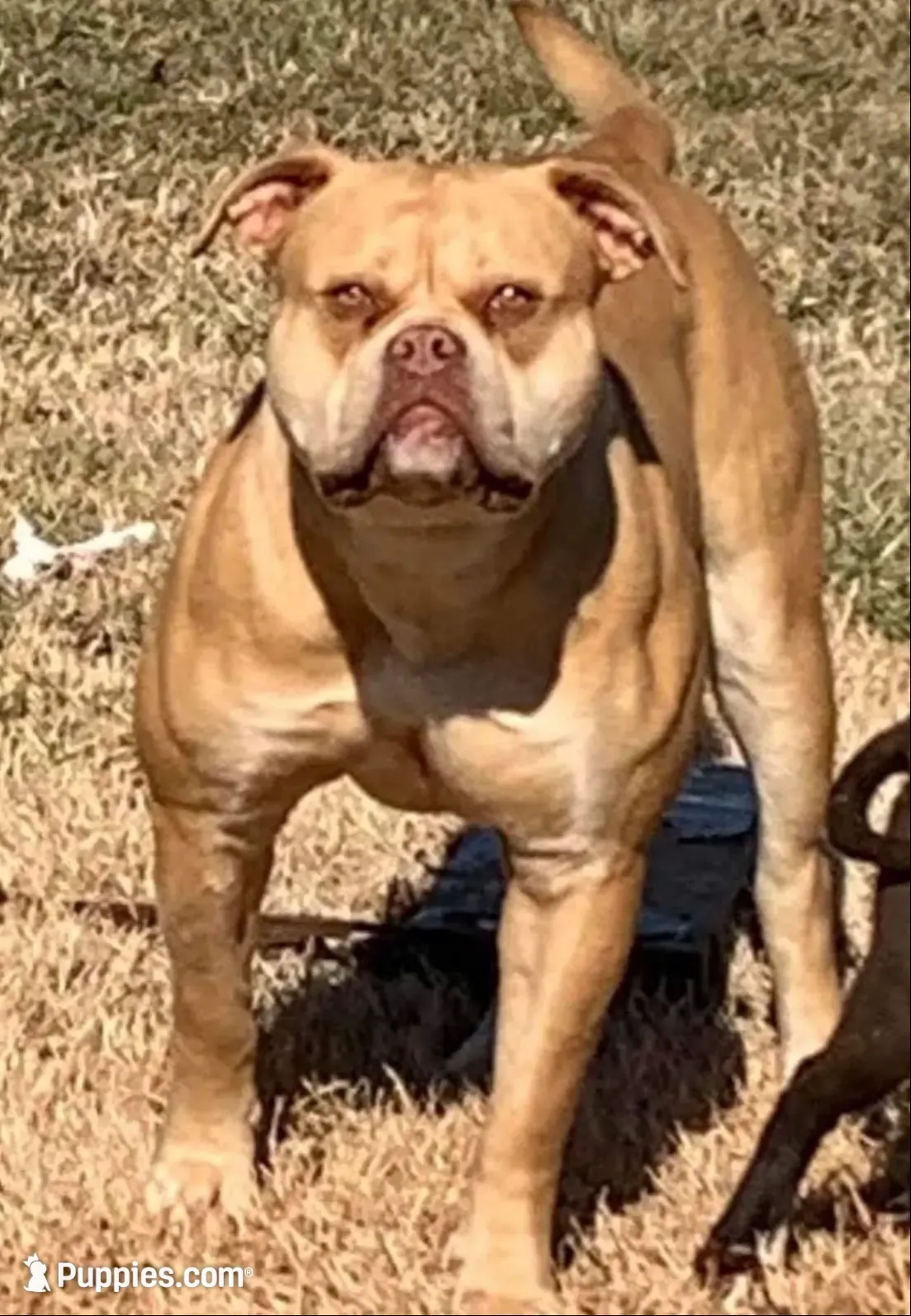 Scarlett, a female American Bulldog for sale in Goodlettsville, TN – 8 of 8