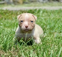 Kobe, a male American Bulldog for sale in Goodlettsville, TN – 3 of 3