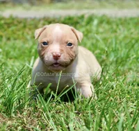 Kobe, a male American Bulldog for sale in Goodlettsville, TN – 2 of 3