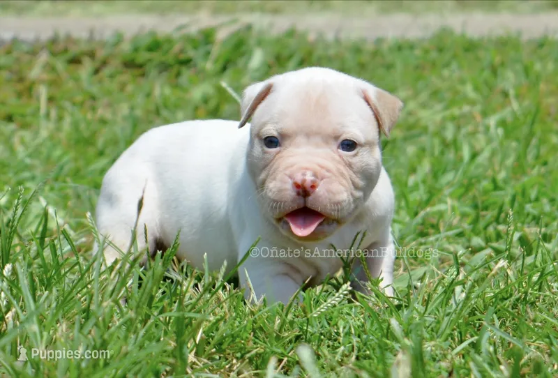 Winter – American Bulldog puppy for sale in Goodlettsville, TN