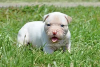 Winter, a female American Bulldog for sale in Goodlettsville, TN – 1 of 4