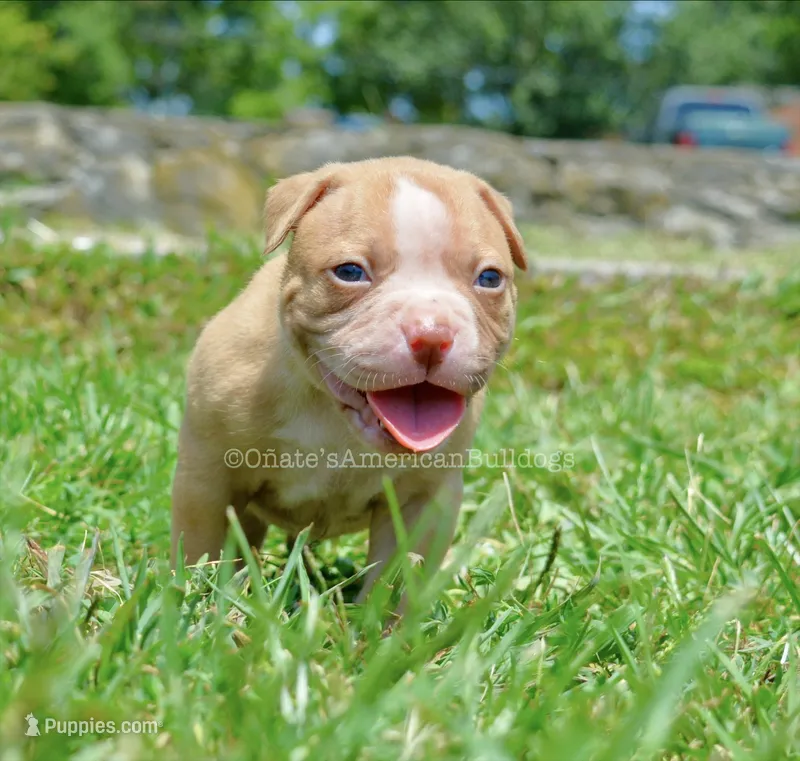 Peaches – American Bulldog puppy for sale in Goodlettsville, TN