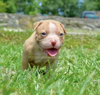 Peaches, a female American Bulldog for sale in Goodlettsville, TN – 1 of 4