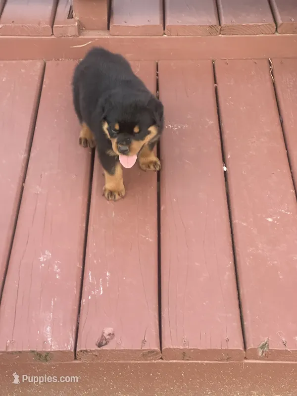 Chief – Rottweiler puppy for sale in Williamsburg, IN