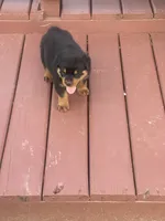 Chief, a male Rottweiler for sale in Williamsburg, IN – 1 of 6