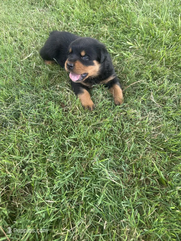 Patsy – Rottweiler puppy for sale in Williamsburg, IN