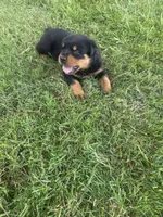 Patsy, a female Rottweiler for sale in Williamsburg, IN – 1 of 7