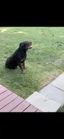 Chief, a male Rottweiler for sale in Williamsburg, IN – 9 of 10