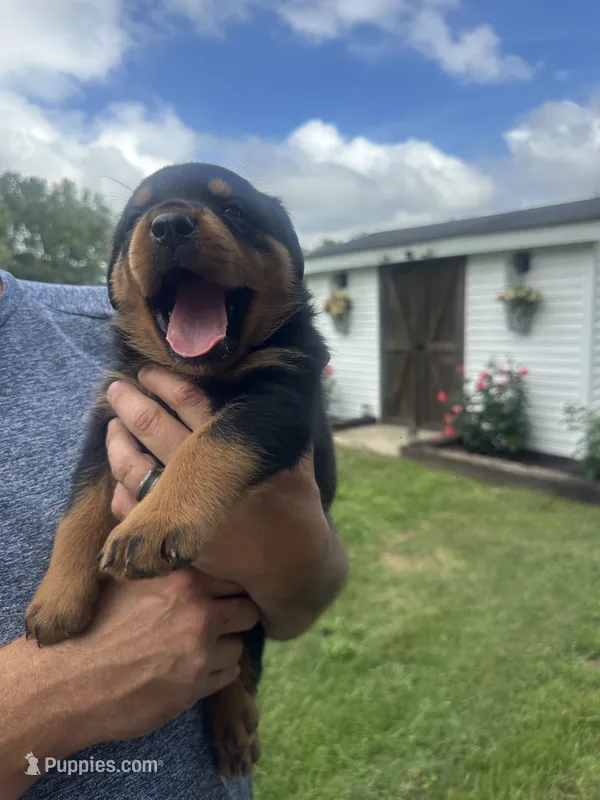 Waylen – Rottweiler puppy for sale in Williamsburg, IN