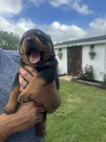 Waylen, a male Rottweiler for sale in Williamsburg, IN – 1 of 8