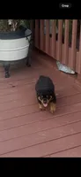 Miranda, a male Rottweiler for sale in Williamsburg, IN – 9 of 10