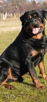 Waylen, a male Rottweiler for sale in Williamsburg, IN – 2 of 8