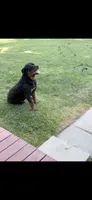 Miranda, a male Rottweiler for sale in Williamsburg, IN – 8 of 10
