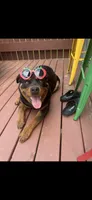 Waylen, a male Rottweiler for sale in Williamsburg, IN – 5 of 8
