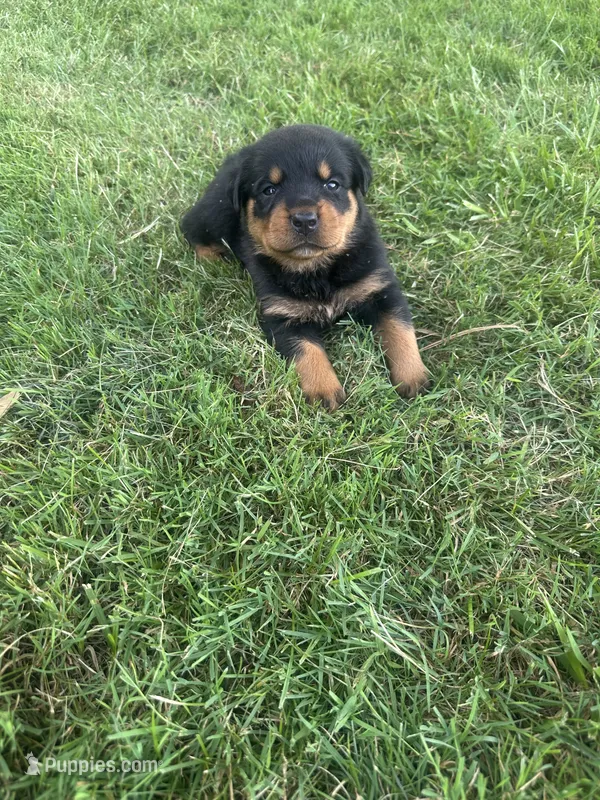 Carrie – Rottweiler puppy for sale in Williamsburg, IN