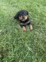Carrie, a male Rottweiler for sale in Williamsburg, IN – 1 of 6